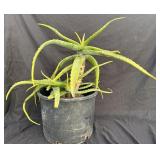 Potted aloe