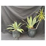 Pair of plastic pots with agave