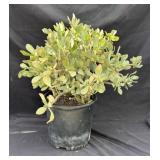 Plastic pot with Crassula plant