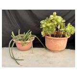 Pair of potted plants