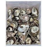 Group of turban sea shells