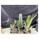 Group of potted cactus & plants
