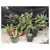 Group of potted plants