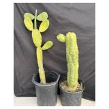 Pair of potted cactus