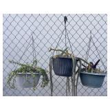 Group of three hanging plots with succulents