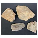 Group of petrified wood