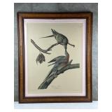 Vintage color lithograph of Passenger Pigeon