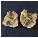 Pair of fossils
