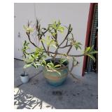 Pair of plants large Plumeria and Dracaena