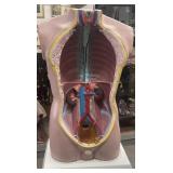 Vintage anatomical torso model