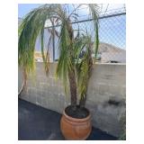 Terracotta pot with palm trees