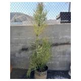 Pottery planter with live plant
