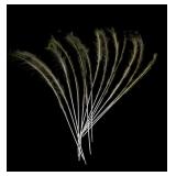 Peacock feathers