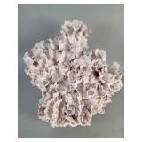 Large lettuce coral skeleton