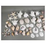 Group of sea shells