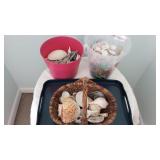 Mixed Lot of Sea Shells