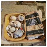 Sea Shells Lot