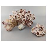 Cluster of Natural Barnacle Shells