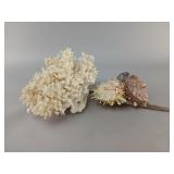White Coral and Spiny Seashell Assortment