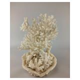 White Coral Specimen on Natural Base