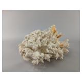 White Coral Specimen With Natural Formations
