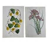 2 Louis van Houtte 19th Century Botanical Prints