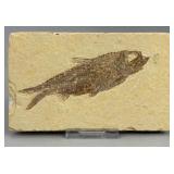 Fossilized Knightia Fish Eocene Epoch Wyoming
