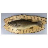 Decorative Fish Plaque on Wood Base