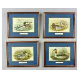 After John Gould (ENG 1804-1881) 4 Duck Prints