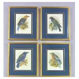 Set of 4 Audubon Style Prints from The Bombay Co.