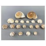 Assorted Seashells, .75ï¿½ to 3.5ï¿½