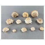 Assorted Natural Seashells Collection
