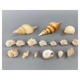 Collection of Natural Seashells