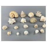 Assorted Natural Seashells Group