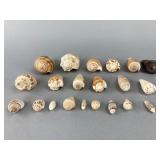 Assorted Seashells Collection