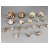 Assorted Natural Tone Spiral Seashells