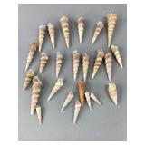 Assorted Seashells, 1.25ï¿½ to 3.25ï¿½