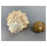 Decorative Seashell Pair, 3.5"