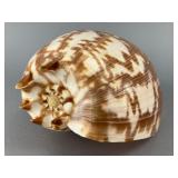 Chambered Nautilus Shell, 10 Inches, 10"