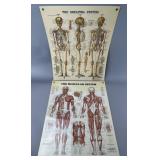 Anatomical Chart Co. Skeletal & Muscular Charts