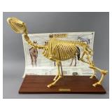 OSTEO-MODEL Equine Skeleton Model