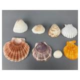 Assorted Natural Seashells Collection, 1.5"