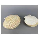 Natural Scallop Shell Pair, 5"