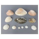 Assorted Natural Seashells Collection, 75"