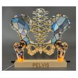 Light Up Acrylic Pelvis and Spine Sculpture