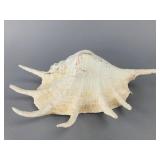 Large Natural Conch Shell, 13 Inches, 13"