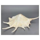 Large Conch Shell, 12 Inches, 12"