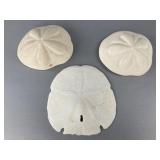 Sand Dollar Specimens, 5" and 6"