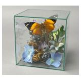 Preserved Real Butterfly Display in Cube 5" x 5"