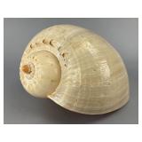 Natural Chambered Nautilus Shell